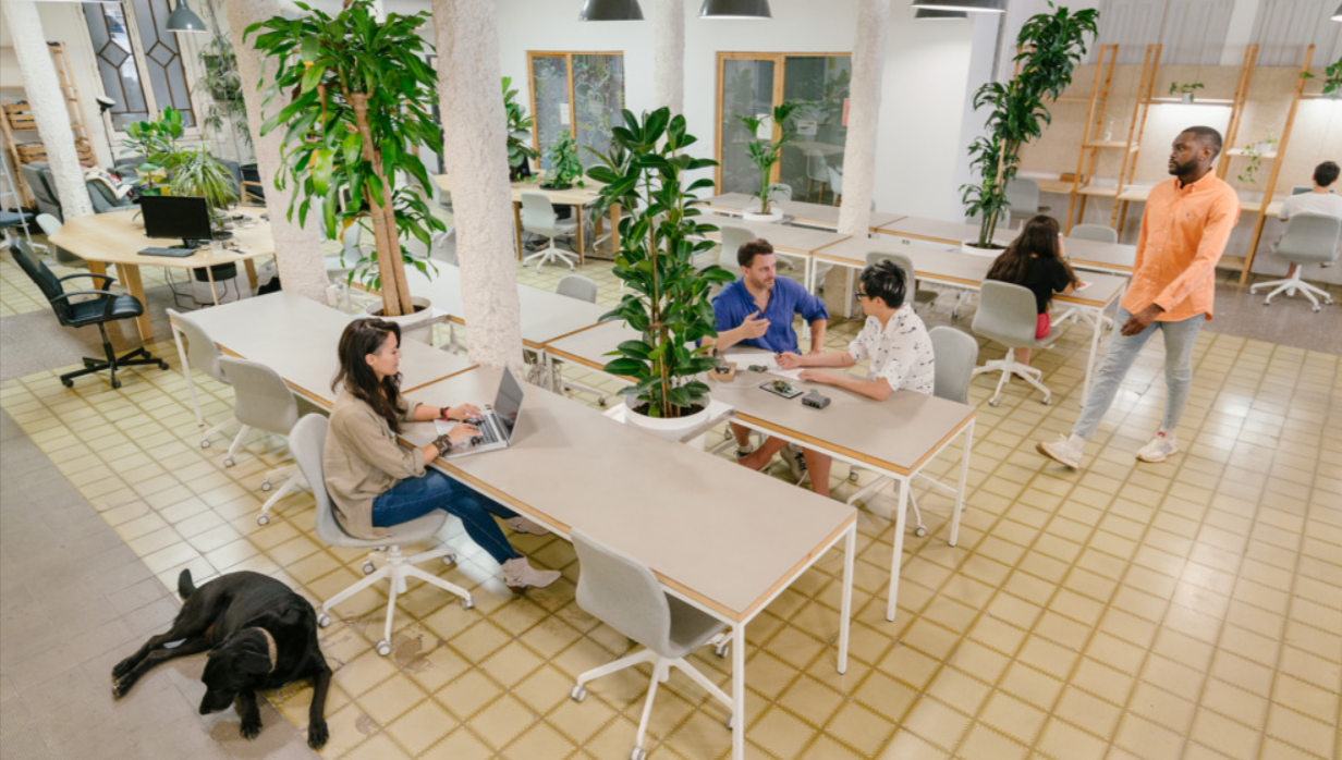 The Rise of Pet-Friendly Co-Working Spaces