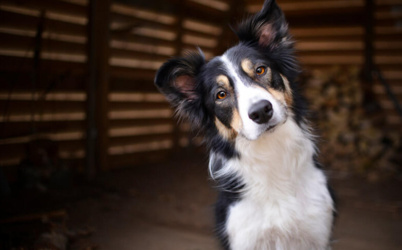 The Science Behind Why Dogs Tilt Their Heads