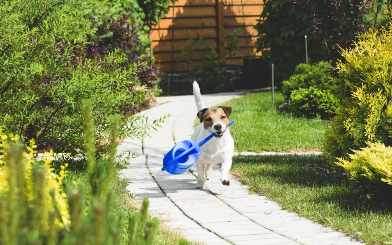 How to Create a Pet-Friendly Garden